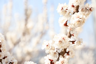 Photo of Beautiful apricot tree branches with tiny tender flowers outdoors, space for text. Awesome spring blossom