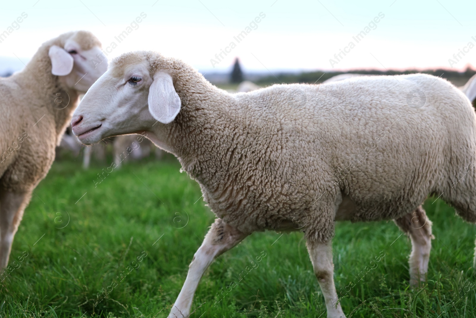 Photo of Cute sheep grazing on green pasture. Farm animals