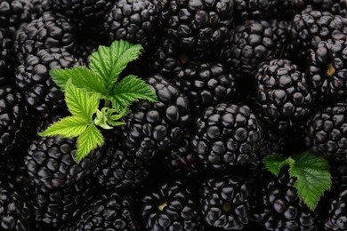 Photo of Tasty ripe blackberries and leaves as background, closeup