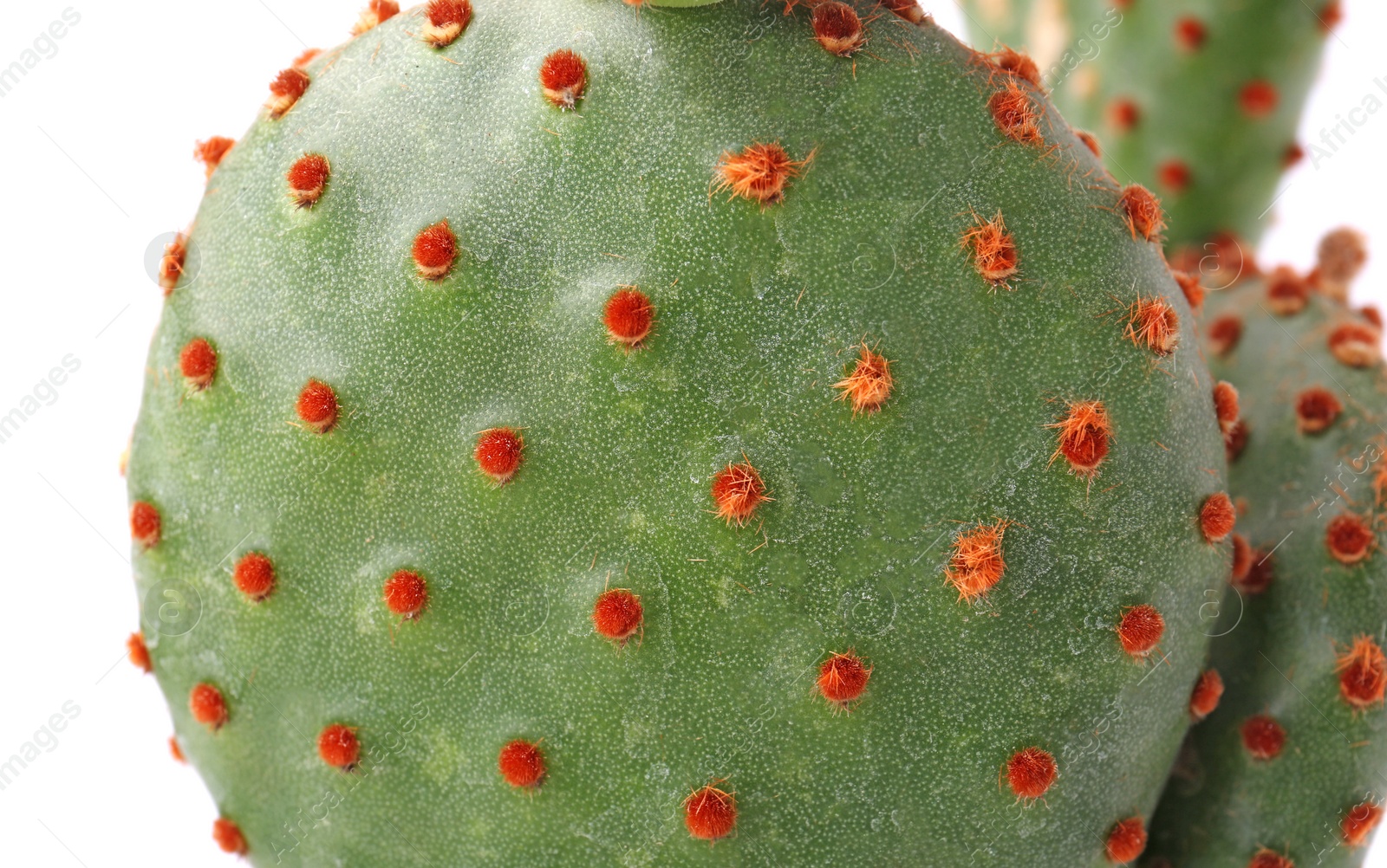 Photo of Beautiful green Opuntia cactus on white background, closeup