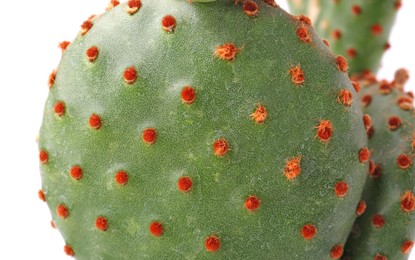 Photo of Beautiful green Opuntia cactus on white background, closeup