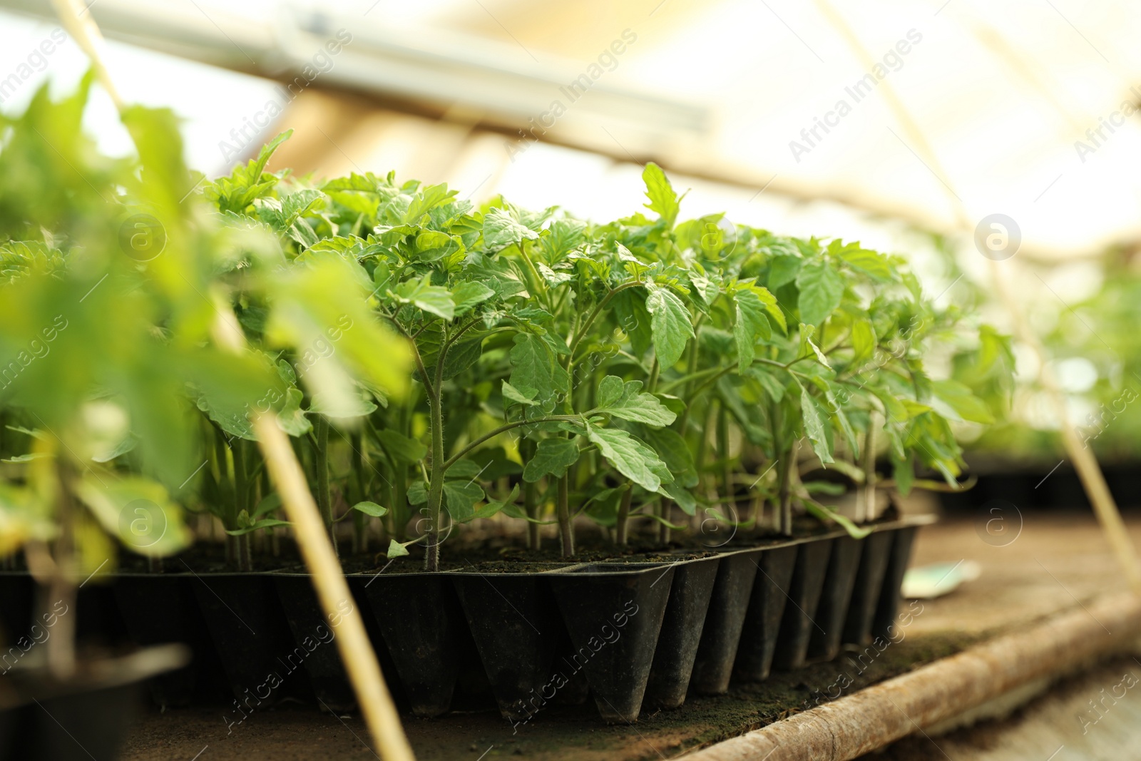 Photo of Many green tomato plants in seedling tray on table