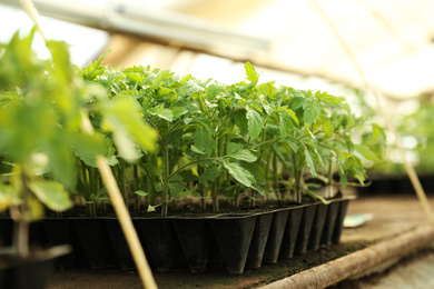 Many green tomato plants in seedling tray on table