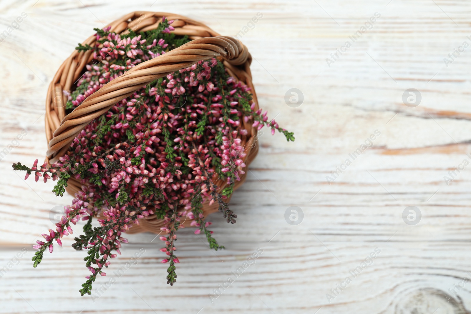 Photo of Heather branches with beautiful flowers in wicker basket on white wooden table, top view. Space for text