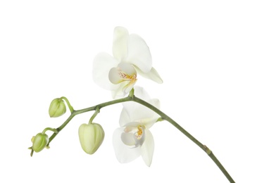 Branch with beautiful orchid flowers on white background. Tropical plant