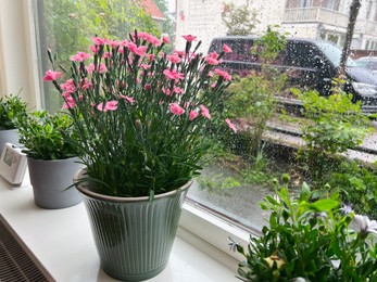 Photo of Different beautiful potted plants near window indoors on rainy day