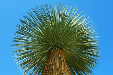 Photo of Beautiful palm tree with green leaves against blue sky, low angle view