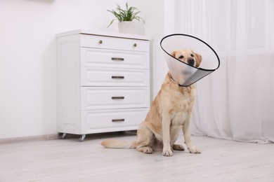 Cute Labrador Retriever with protective cone collar at home
