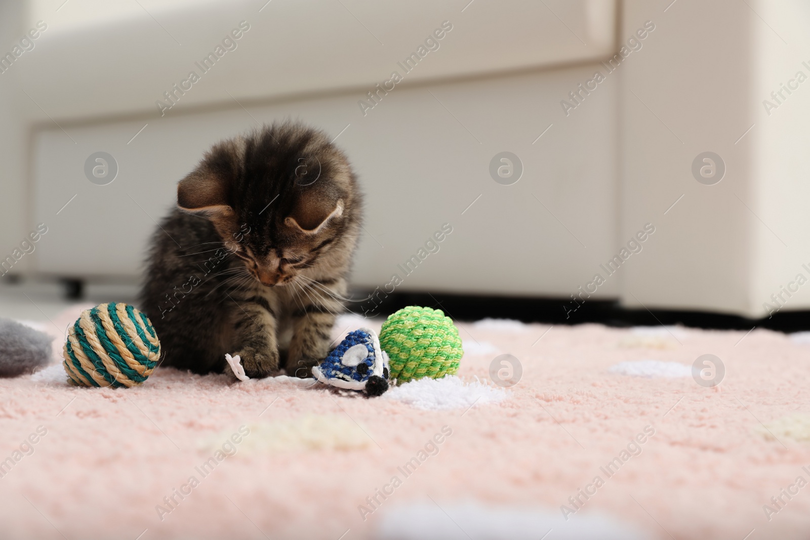 Photo of Little kitten playing with toys at home