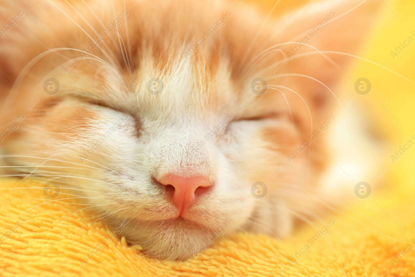 Photo of Cute little kitten sleeping on yellow blanket, closeup view