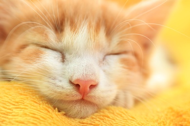 Photo of Cute little kitten sleeping on yellow blanket, closeup view