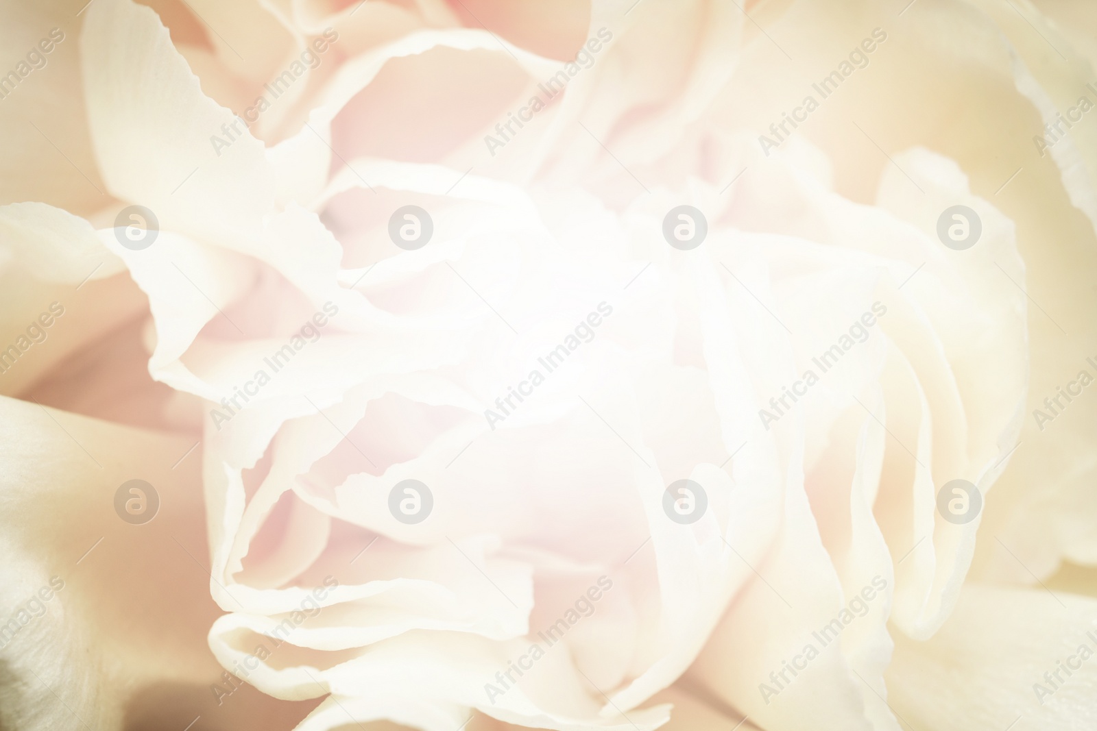 Image of Beautiful delicate flower, closeup. Floral decor in vintage style 