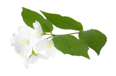 Photo of Branch of jasmine flowers and leaves isolated on white