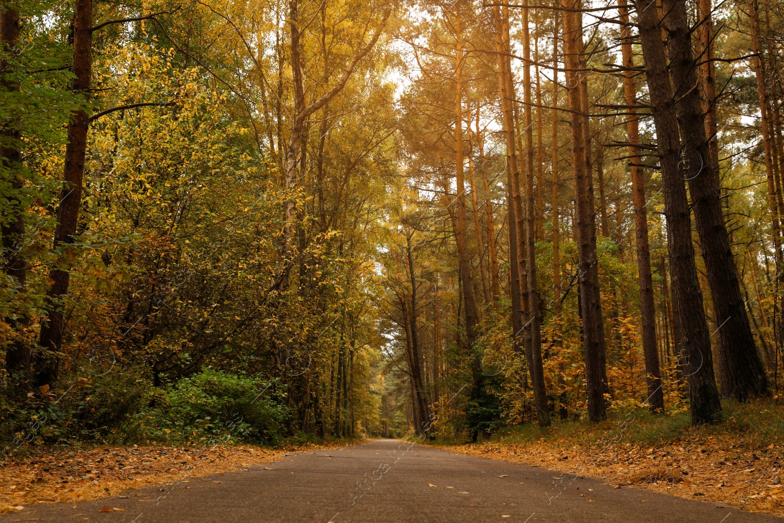 Photo of Pathway between many beautiful trees in autumn park