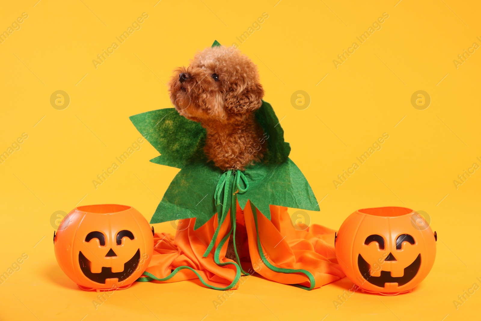 Photo of Happy Halloween. Cute Maltipoo dog dressed in costume and pumpkin treat buckets on orange background