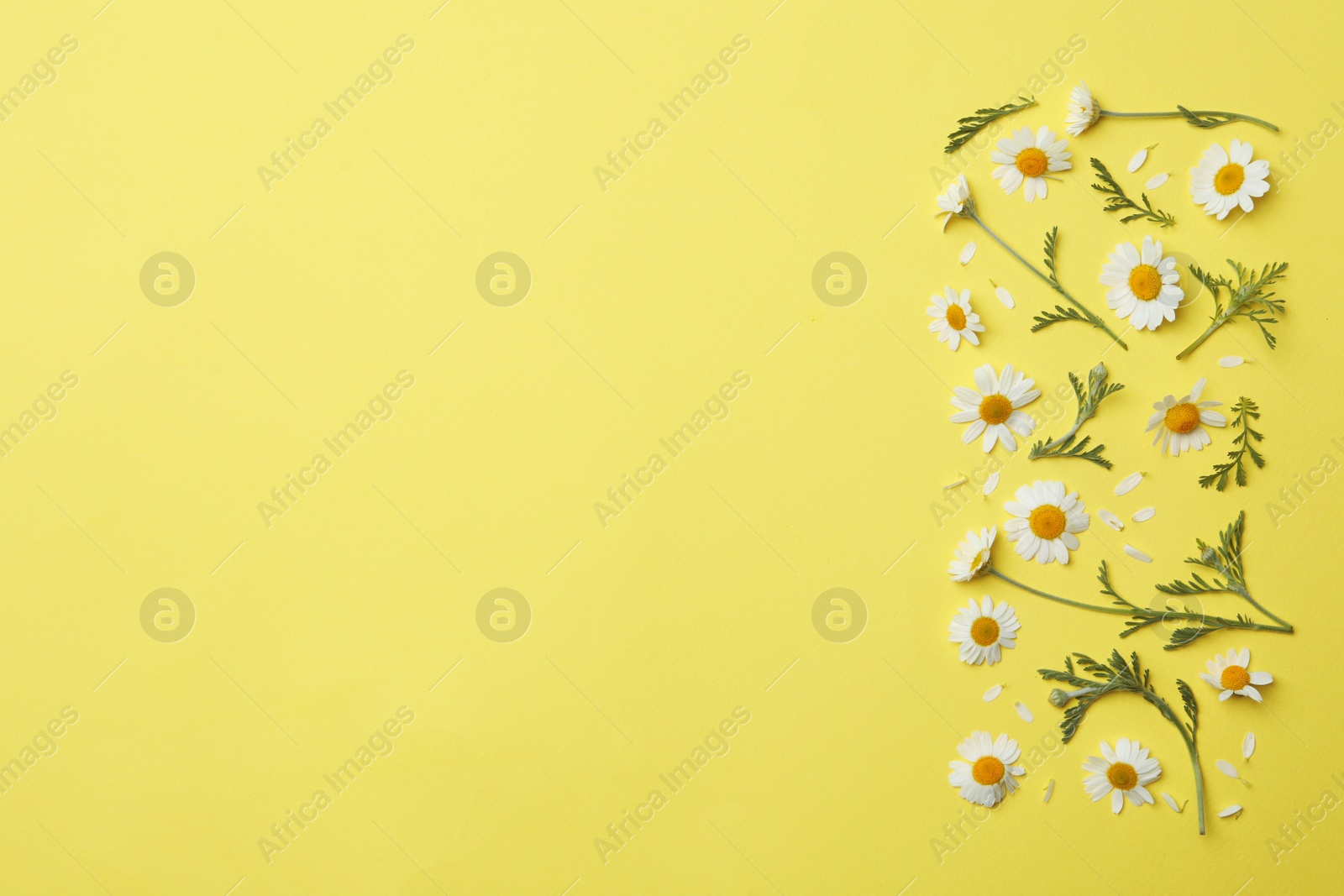 Photo of Flat lay composition with fresh chamomiles on yellow background. Space for text