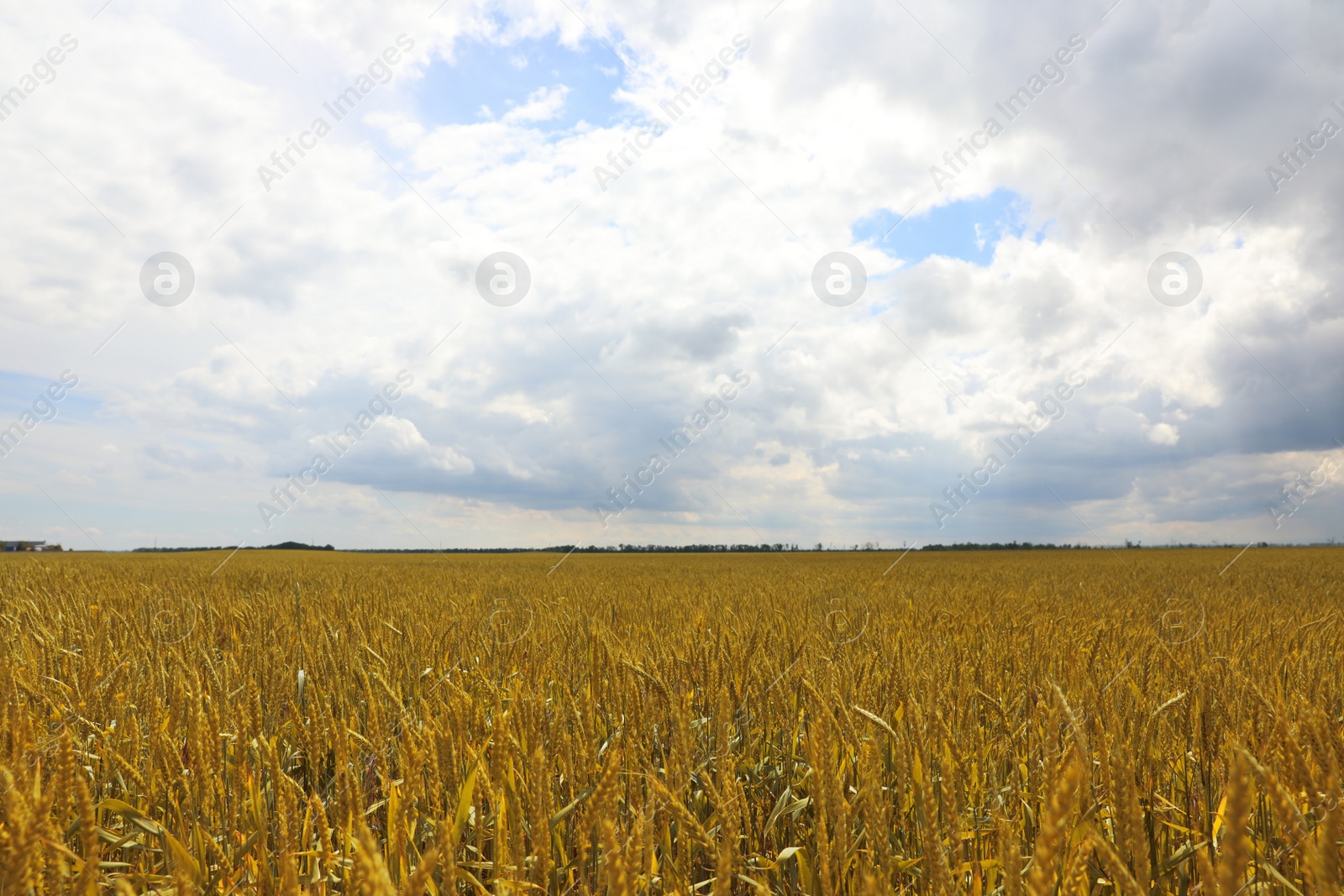 Photo of Agricultural field with ripening cereal crop on cloudy day