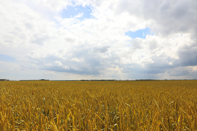 Agricultural field with ripening cereal crop on cloudy day