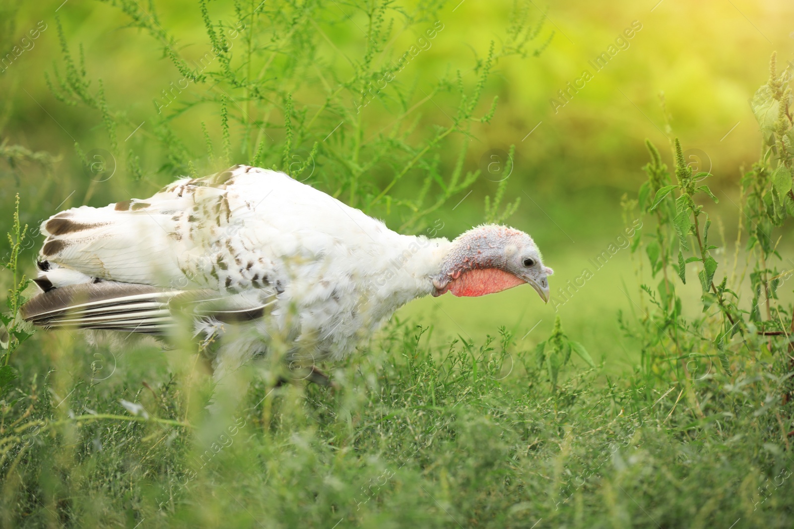 Photo of Domestic turkey with white feathers outdoors. Poultry farming