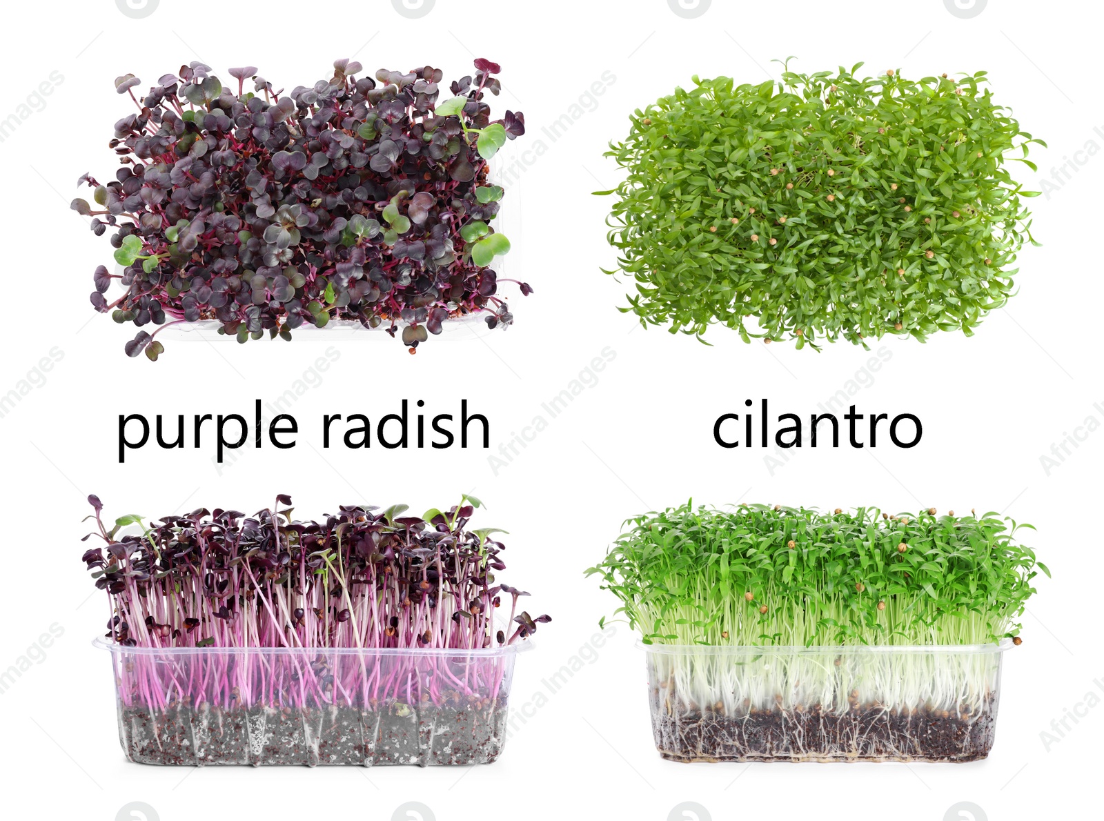 Image of Set with different fresh microgreens on white background