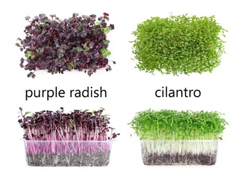 Image of Set with different fresh microgreens on white background