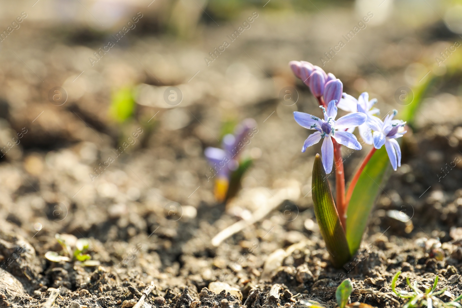 Photo of Beautiful lilac alpine squill flowers in garden