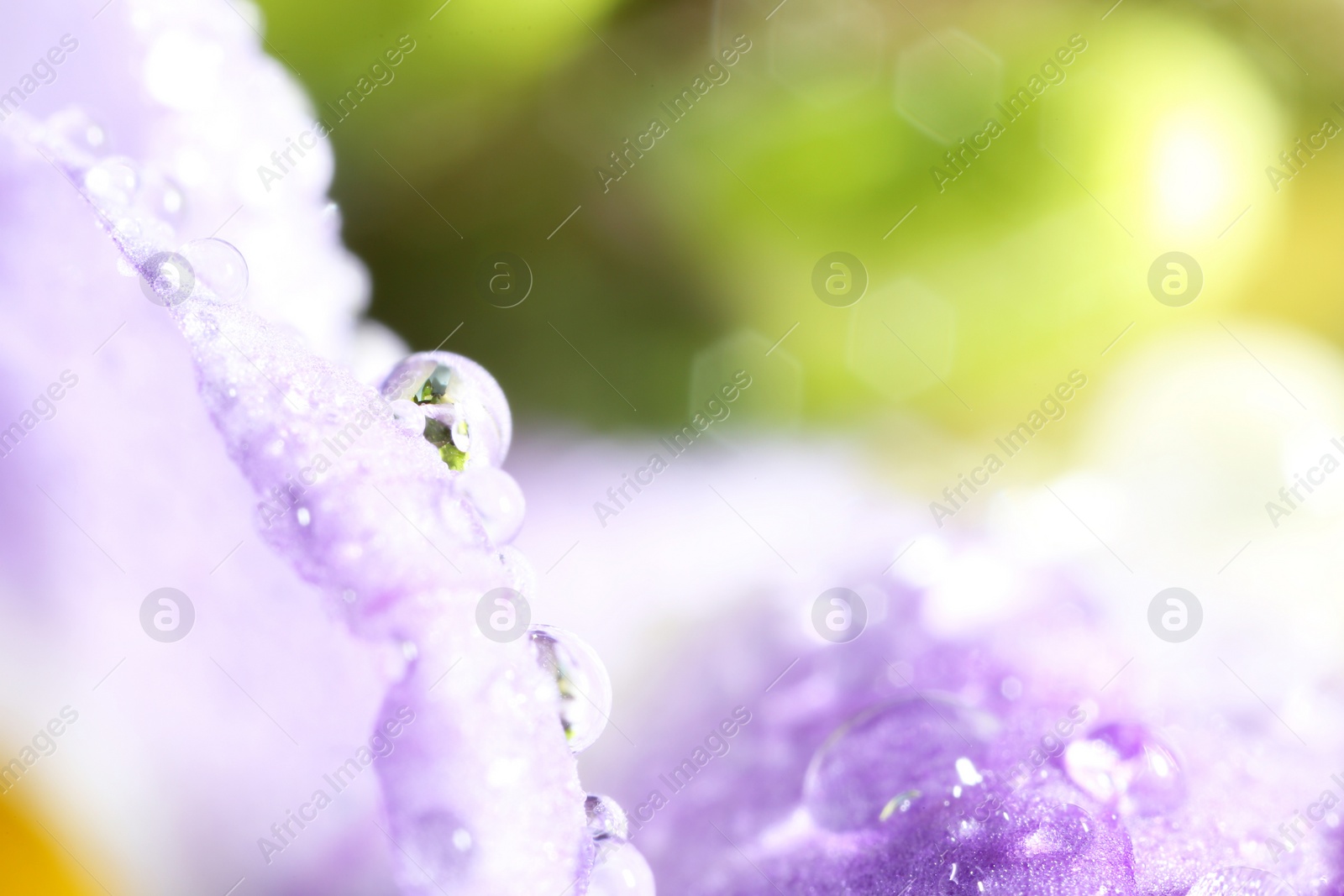 Photo of Beautiful flower with water drops, macro view