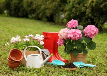 Beautiful blooming plants, gardening tools and accessories on green grass outdoors