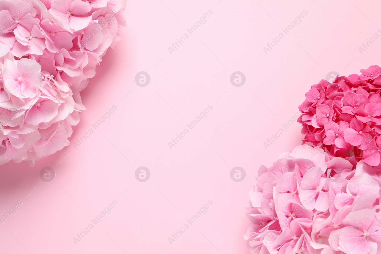 Photo of Beautiful hortensia flowers on pink background, flat lay. Space for text