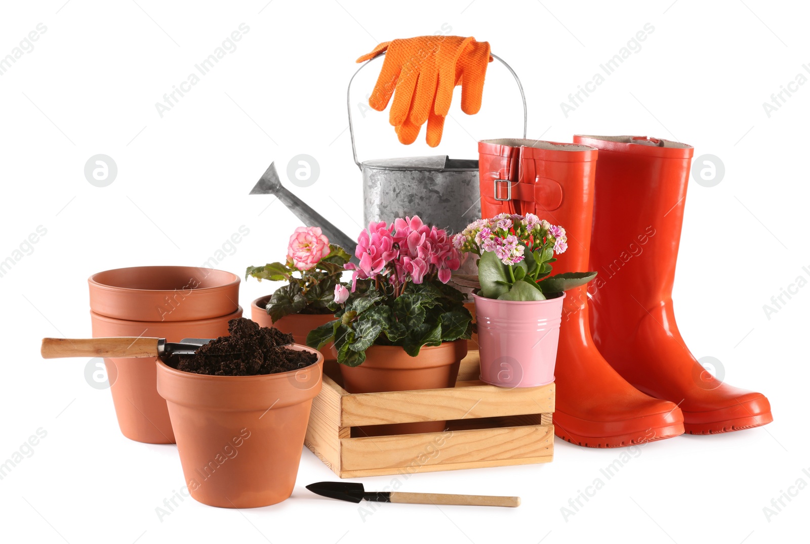 Photo of Beautiful flowers, pots, rubber boots and gardening tools isolated on white