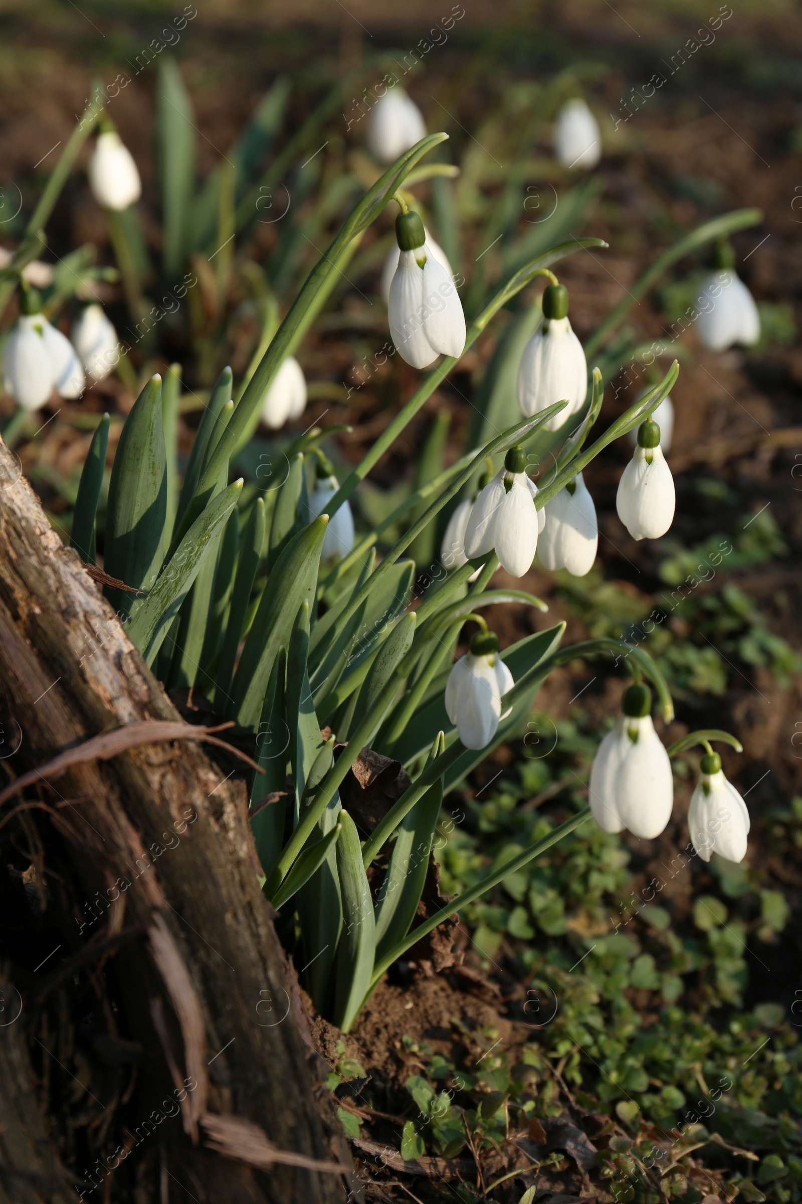 Photo of Beautiful blooming snowdrops growing outdoors. Spring flowers