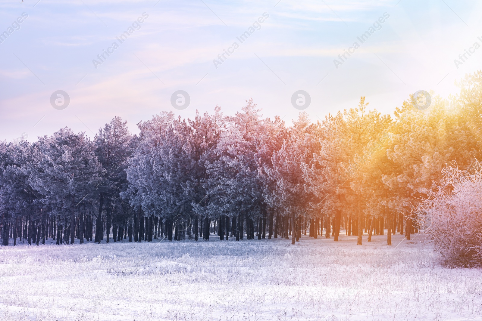 Image of Beautiful forest covered with snow on sunny day