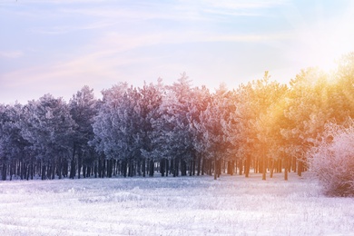 Image of Beautiful forest covered with snow on sunny day