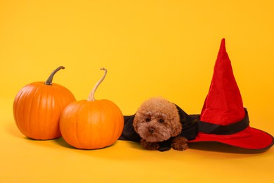 Photo of Cute Maltipoo dog with hat and pumpkins dressed in Halloween costume on orange background