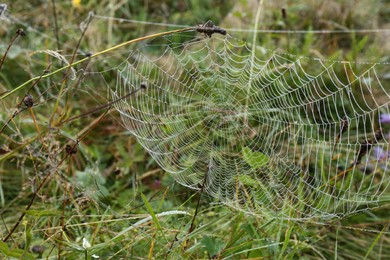 Photo of Beautiful spiderweb with dew outdoors in morning