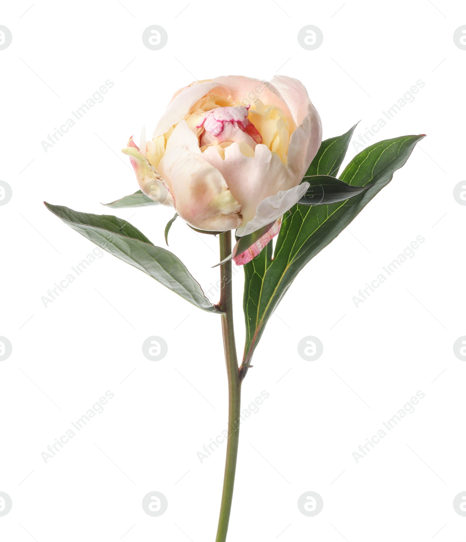 Photo of Beautiful fragrant peony flower isolated on white