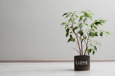 Houseplant with word Karma on floor near grey wall. Space for text