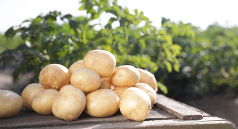 Wooden crate with raw young potatoes in field on summer day