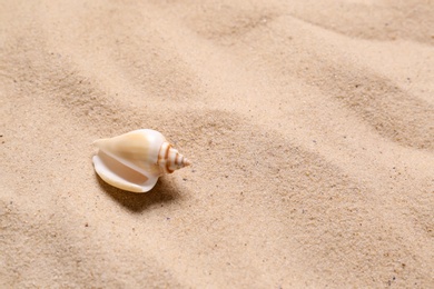 Photo of Beautiful seashell on beach sand, space for text. Summer vacation