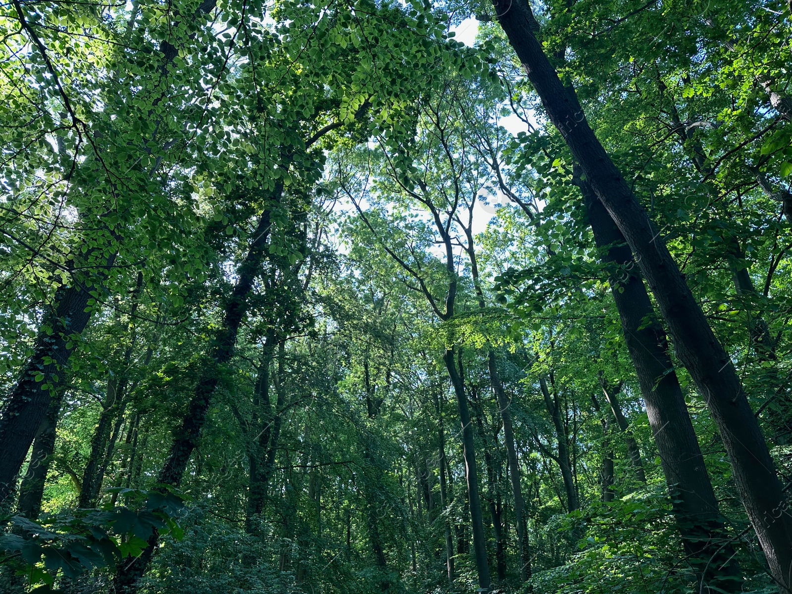 Photo of Tall green trees in forest, low angle view