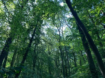 Tall green trees in forest, low angle view