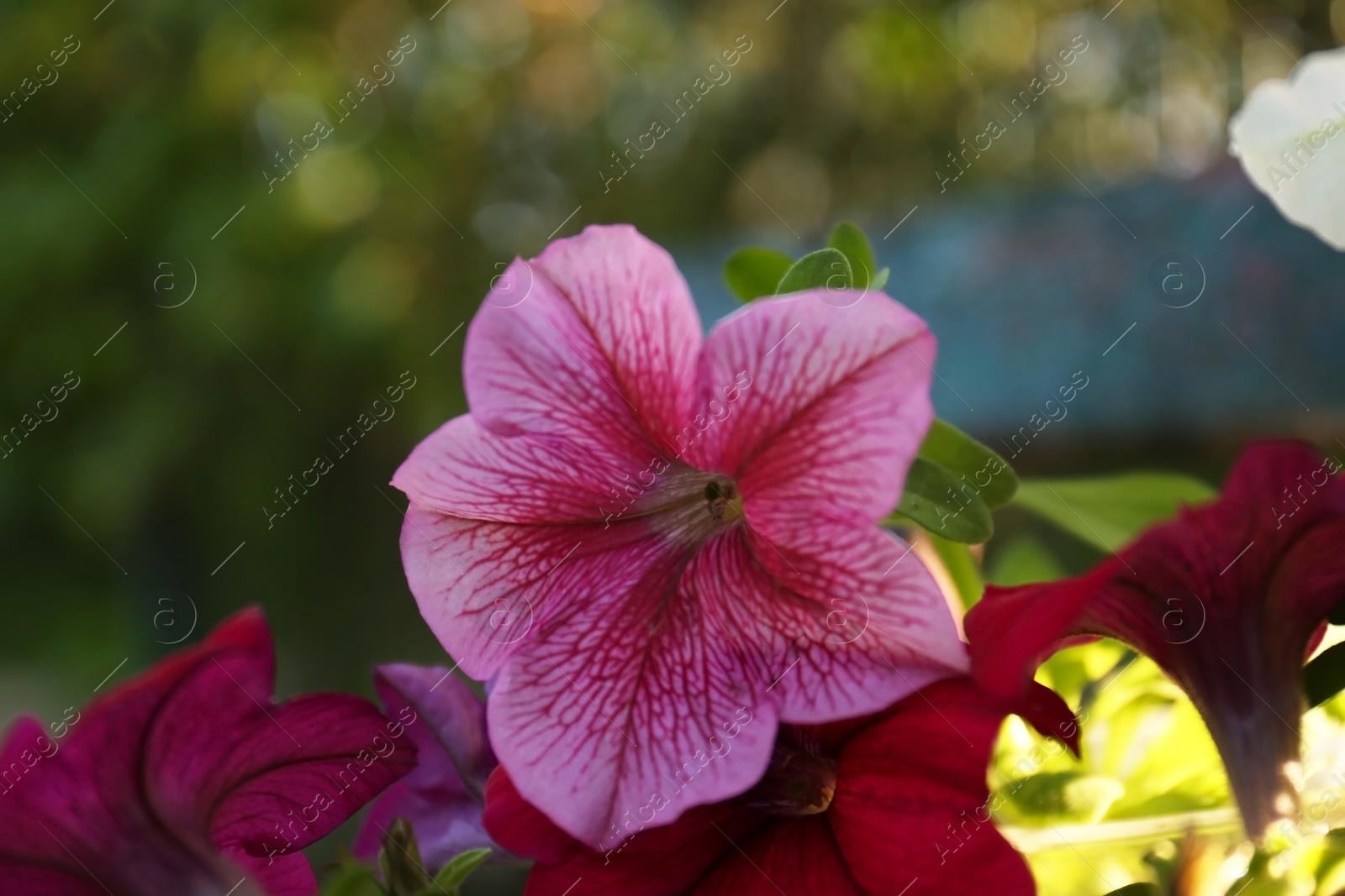 Photo of Beautiful petunia flower outdoors on spring day, closeup