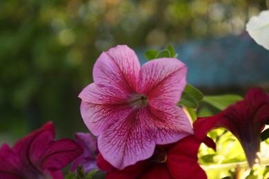 Beautiful petunia flower outdoors on spring day, closeup