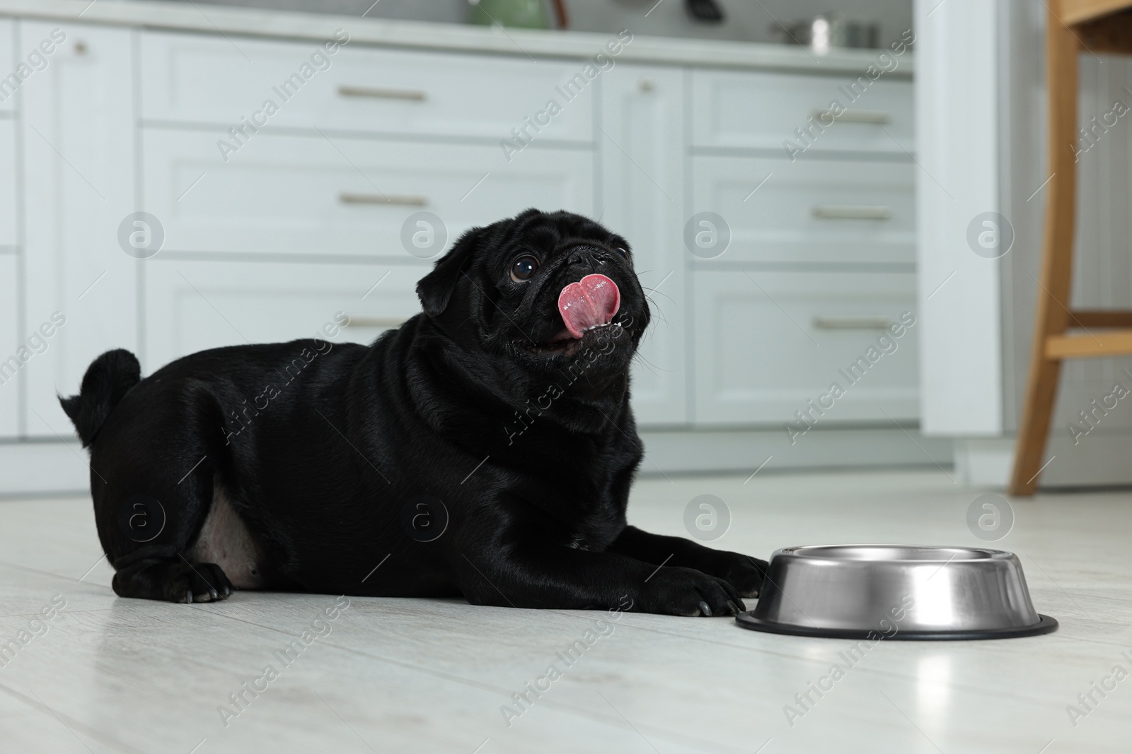 Photo of Cute Pug dog eating from metal bowl in kitchen