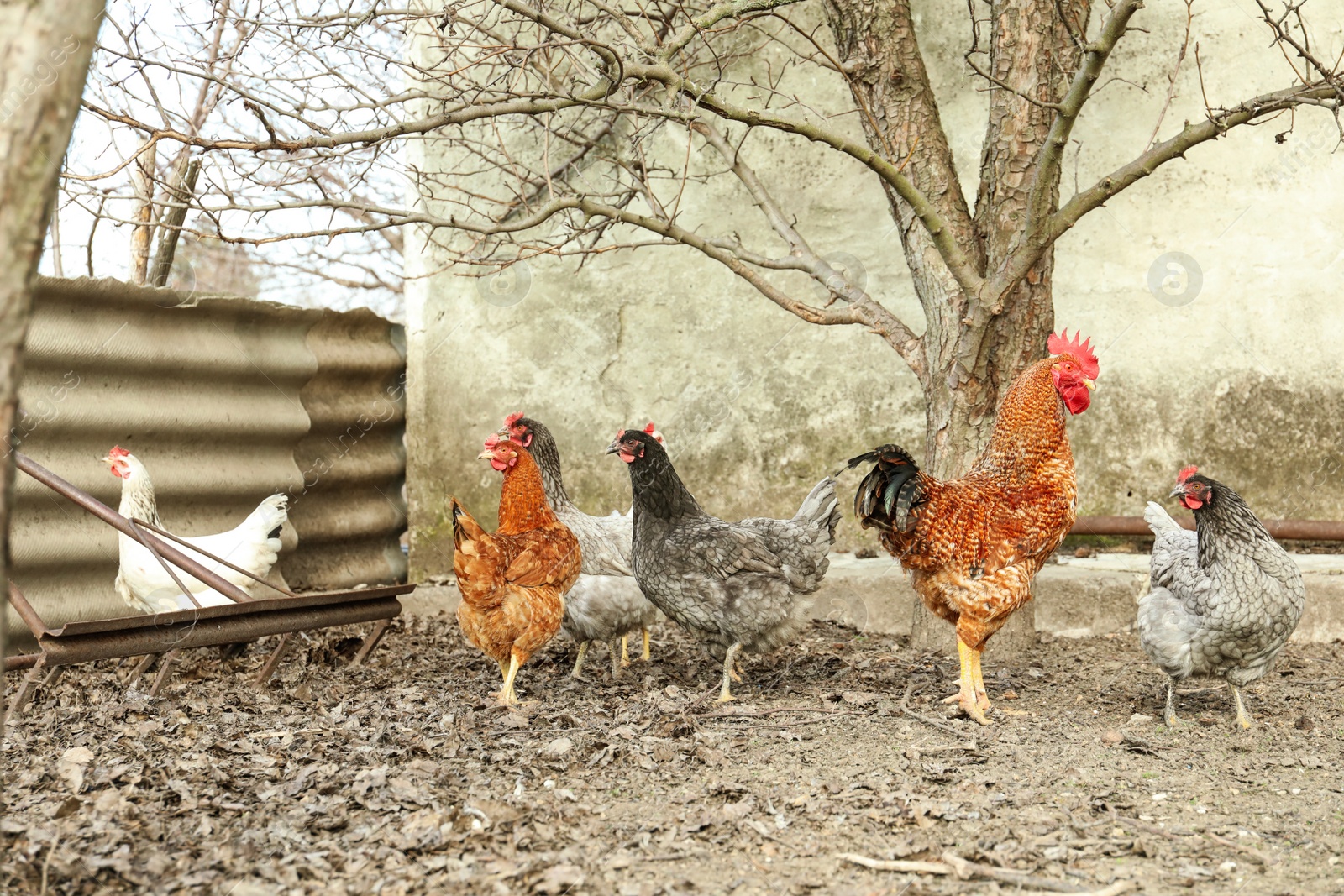 Photo of Flock of chickens and rooster in yard