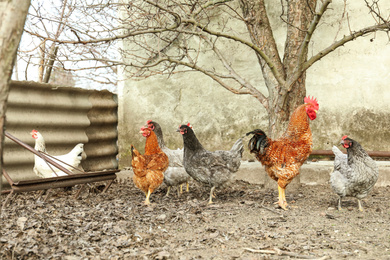 Flock of chickens and rooster in yard