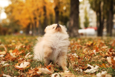 Cute fluffy dog in park on autumn day