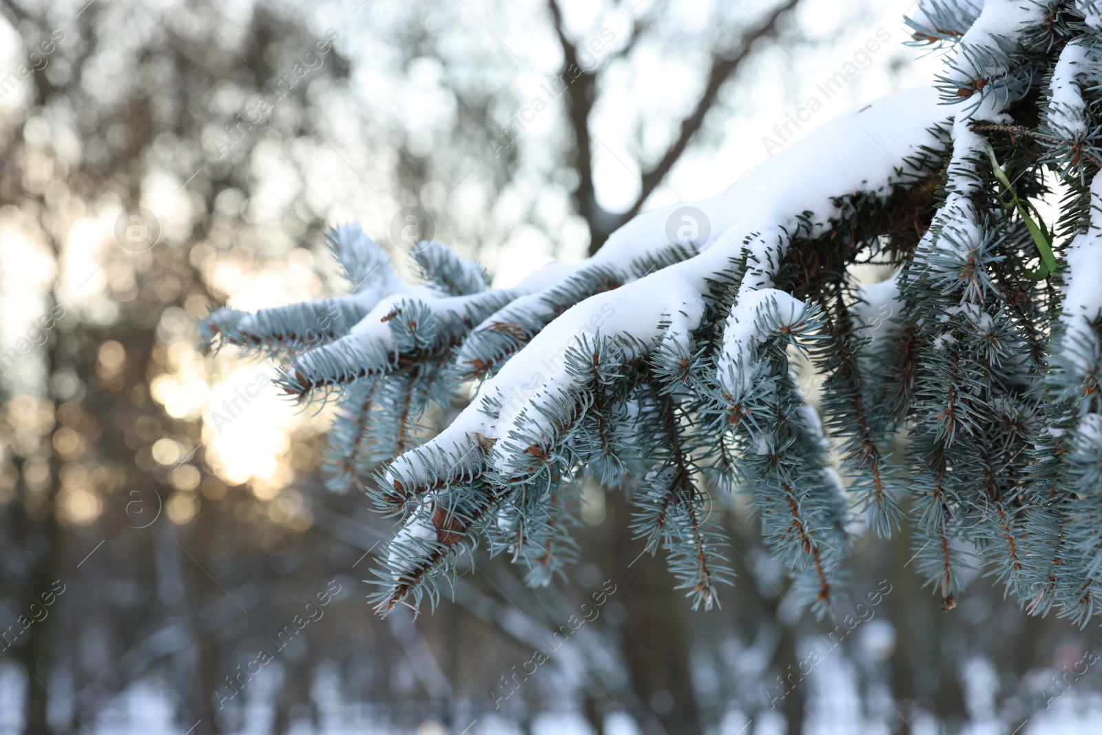 Photo of Fir tree branches covered with snow in winter park