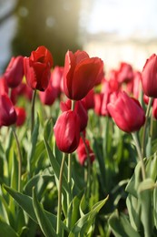 Beautiful red tulips growing outdoors on sunny day