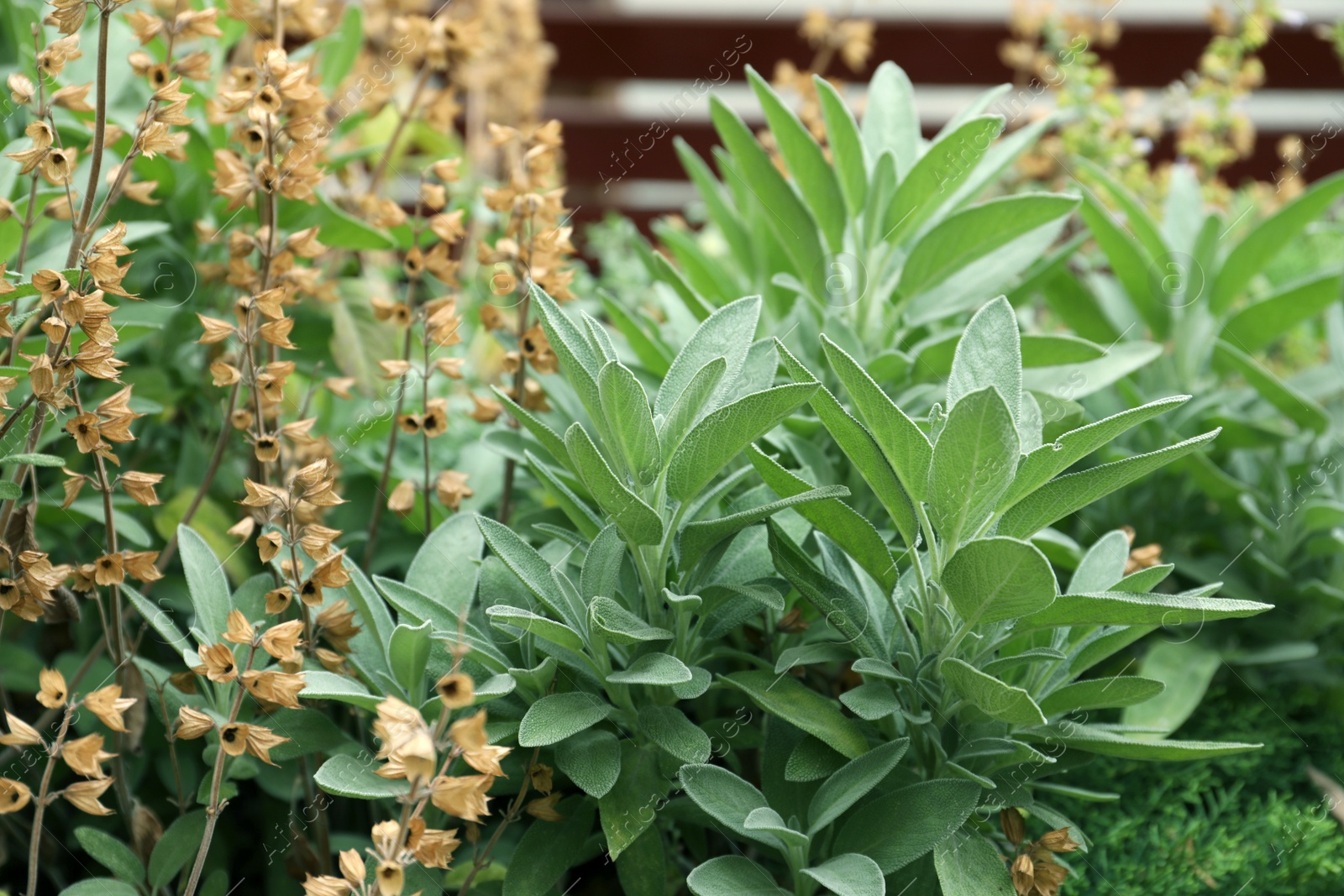 Photo of Beautiful sage with green leaves growing outdoors